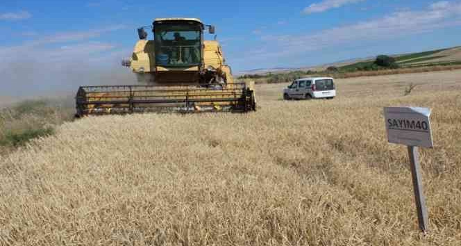 Yozgat’ta yerli çeşit arpa hasadı yapıldı