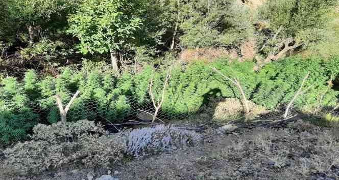 Bingöl’de 197 bin kök kenevir ele geçirildi