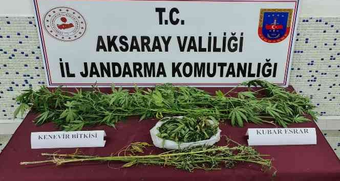 Bahçesinde kenevir yetiştirip satan şüpheli yakalandı