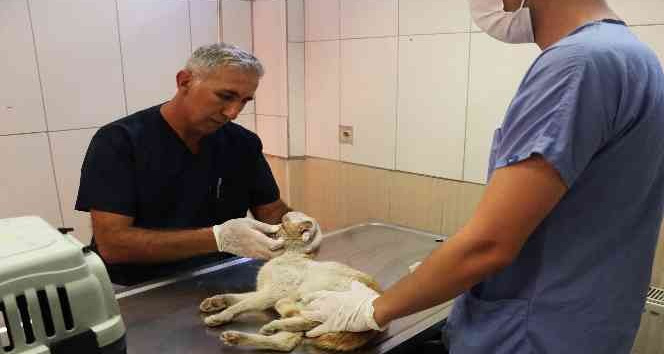 Maltepe’de altı ayda 8 bin 676 hayvan tedavi edildi