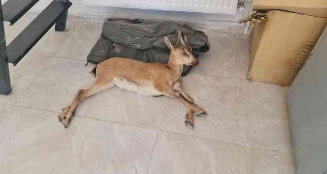 Yaralı dağ keçisine jandarmadan şefkat eli