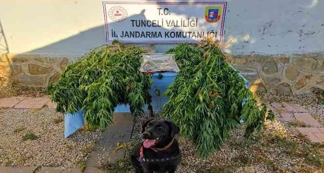 Tunceli’de uyuşturucu operasyonu