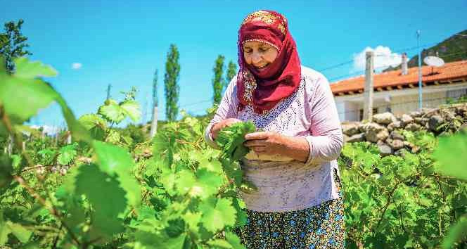 Coğrafi işaretli lezzet 400 milyon liralık girdi sağlayacak