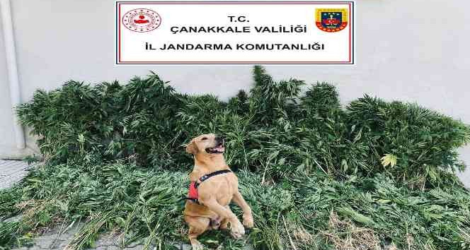 Çanakkale’de uyuşturucu operasyonu: 6 gözaltı