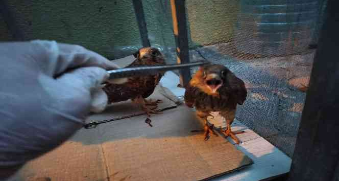 Iğdır’da bitkin düşen kerkenez yavruları tedavi altına alındı