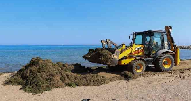 Yalova Belediyesinden sahillerde yosun temizliği