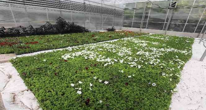Yenimahalle kendi çiçeğini kendi üretiyor