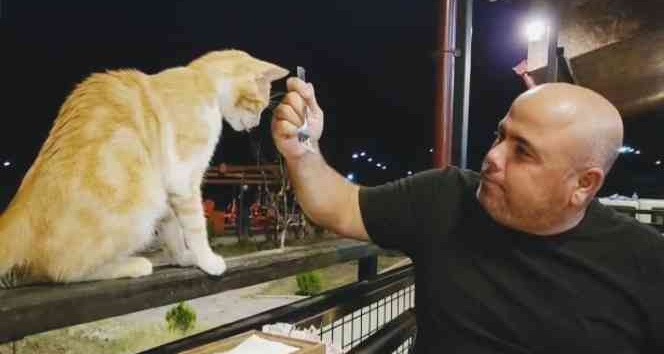 Restoranda masasına gelen kediyi çatalla besledi