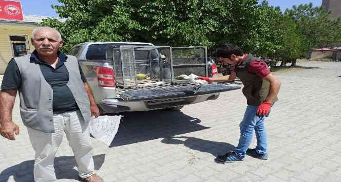 Iğdır’da Sığır Balıkçılı tedavi altına alındı