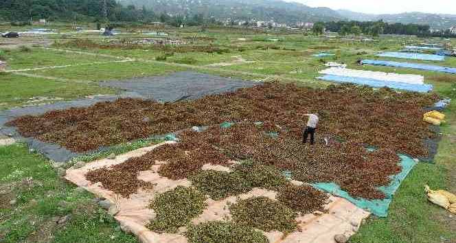 Ordulu üreticilerin ‘fındık kurutma’ mesaisi