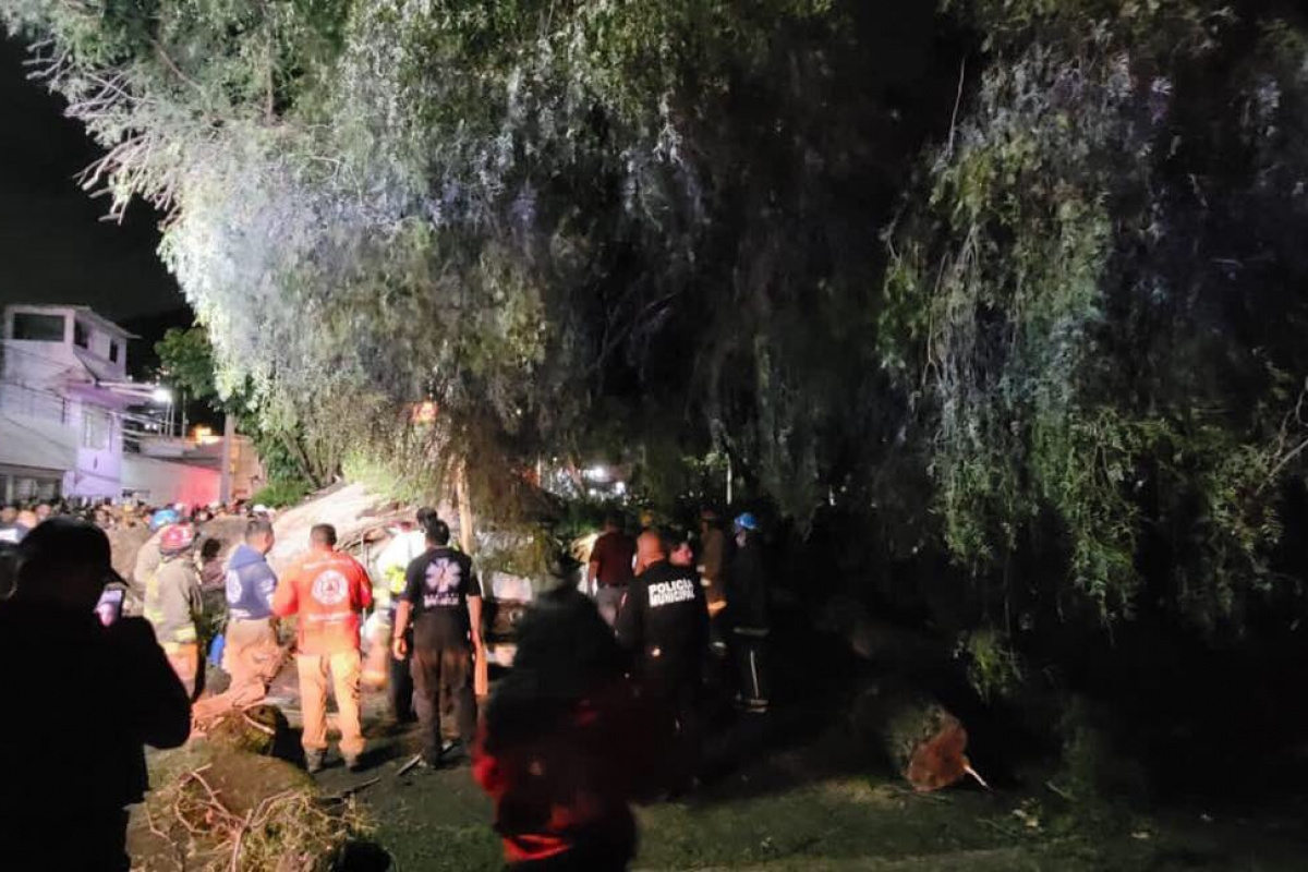 Meksika’da minibüsün üzerine 30 tonluk ağaç devrildi: 1 ölü, 1yaralı