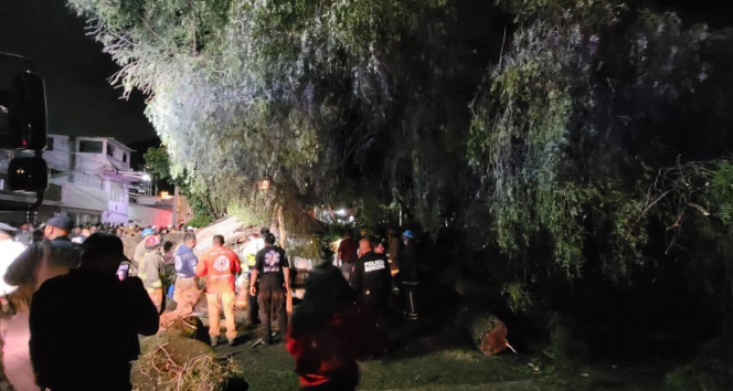 Meksikada minibüsün üzerine 30 tonluk ağaç devrildi: 1 ölü, 1yaralı
