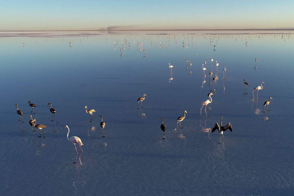 Bakan Kurum: &#039;Tuz Gölü’ne su taşıdık, flamingolara can suyu verdik&#039;