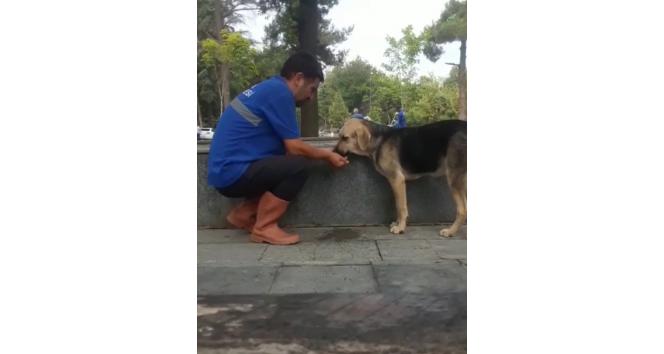 Susuz kalan köpeğe eliyle su içirdi