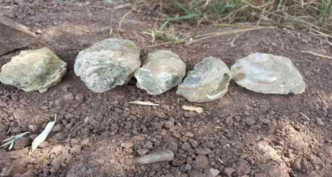 Bozkırın ortasında deniz fosilleri bulundu