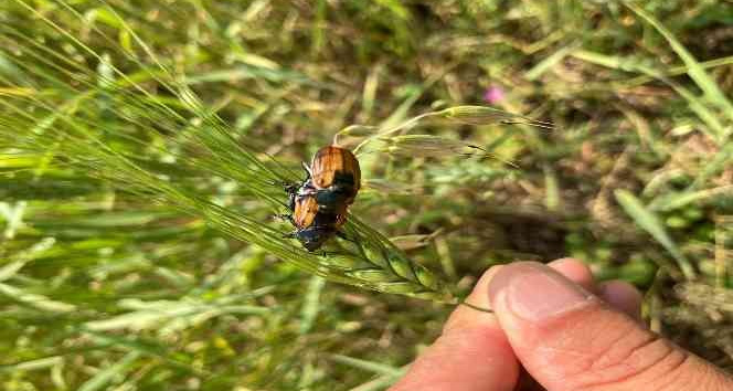 Ardahan’da bambul böcekleri ürünlere zarar verdi