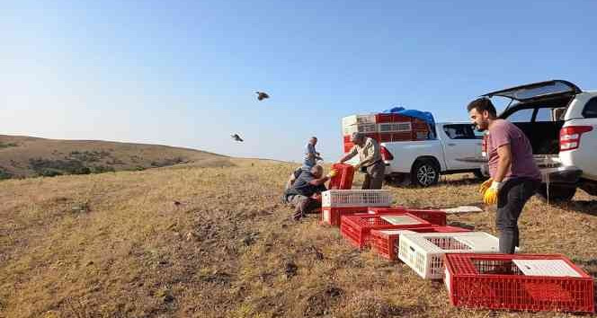 Kırıkkale’de bin kınalı keklik doğaya salındı