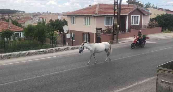 Kırklareli’nde başıboş atlar trafiği tehlikeye sokuyor