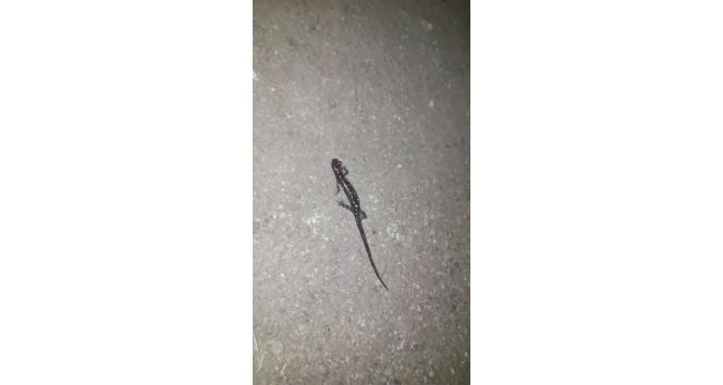 Gümüşhane’de nesli tükenmekte olan ’Kafkas semenderi’ görüntülendi