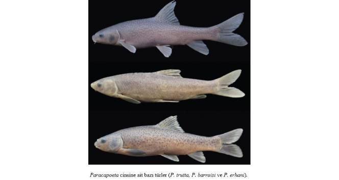 RTEÜ dünya balık faunası için yeni bir cins keşfetti