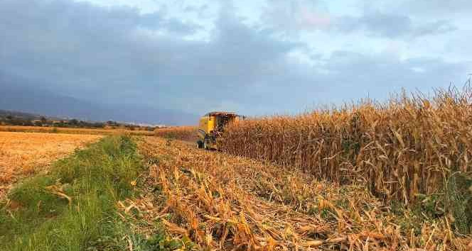 Mısırda verim, çiftçinin yüzünü güldürdü