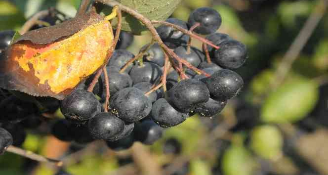 Süper meyve ‘Yalova aronyası” hasat için gün sayıyor