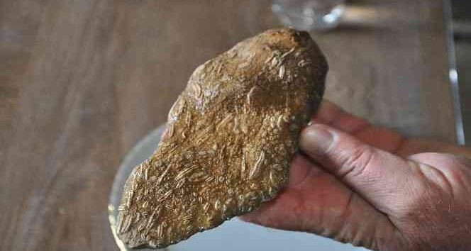 Şırnak’ta 50 milyon yıllık olduğu değerlendirilen fosil bulundu