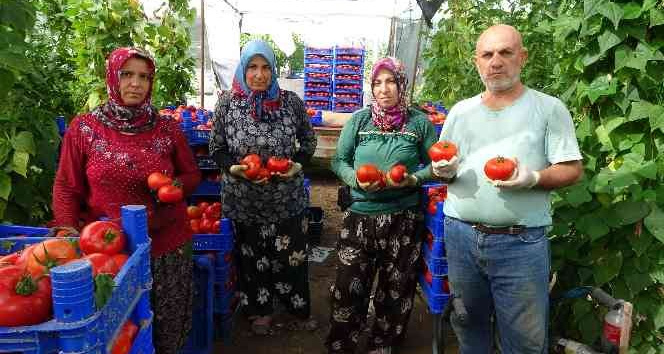 Isparta yaylalarında domates hasadı başladı