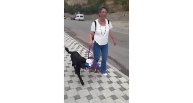 Muhtarın çantasını taşıyan sokak köpeği gülümsetti
