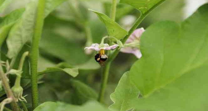 Ordu tarımda verim ve kaliteyi ‘bombus arısı’ ile arttıracak