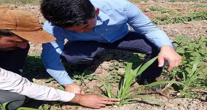 Hayvancılığın kurtuluşu olarak görülen ‘Maralfalfa’ Elbistan’da ilk kez ekildi