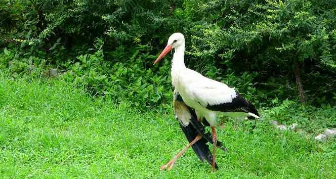 Osmaniye’de yaralı bulunan leylekler tedavi altına alındı