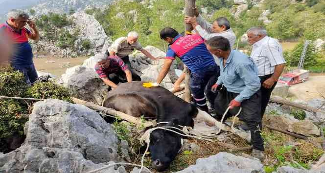 Otlanırken kayaların arasına düşen ineği itfaiye kurtardı