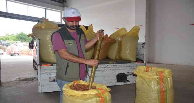 TMO Ordu’da fındık alımına başladı: 54 randıman fındık 55 liradan alındı