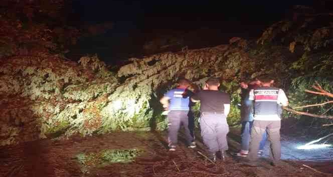 Şiddetli rüzgarda ağaçlar yola devrildi