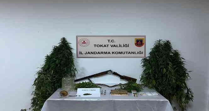 Tokat’ta kenevir operasyonu