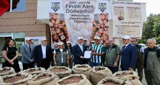 TMO Giresun’da fındık alımına başladı