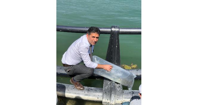 Alpu barajına 100 bin sazan bırakıldı