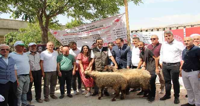 Üniversite mezunu genç çiftçiler devletten aldıkları destekle küçükbaş hayvan sahibi oldu