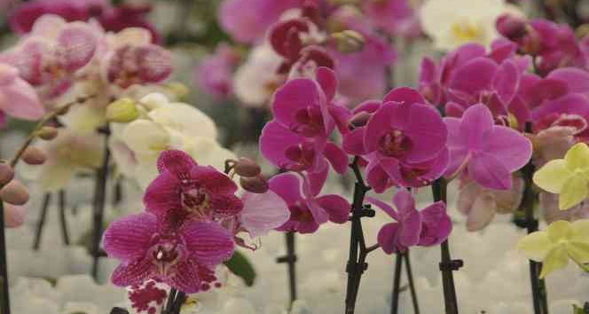 Rusya, ‘orkide’ rotasını Yalova’ya çevirdi