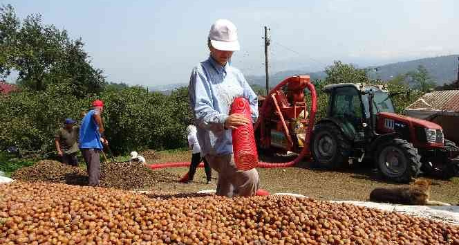 Fındıkta patoz zamanı