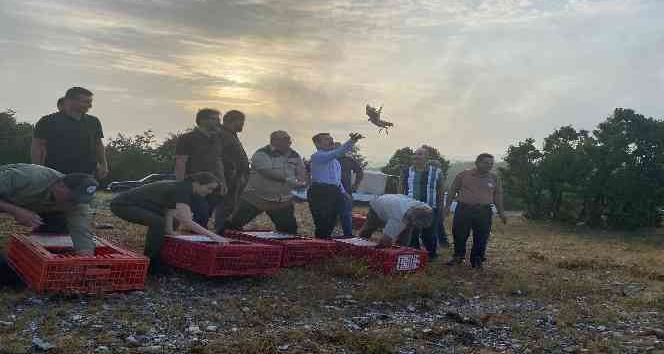 Kırklareli’nde 500 adet keklik doğaya salındı