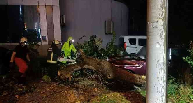 Yalova’da fırtına ağaçları devirdi, çatılar uçtu