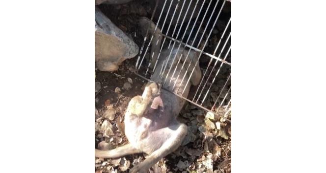 Duyarlı vatandaş, demirlere sıkışan köpeği kurtardı