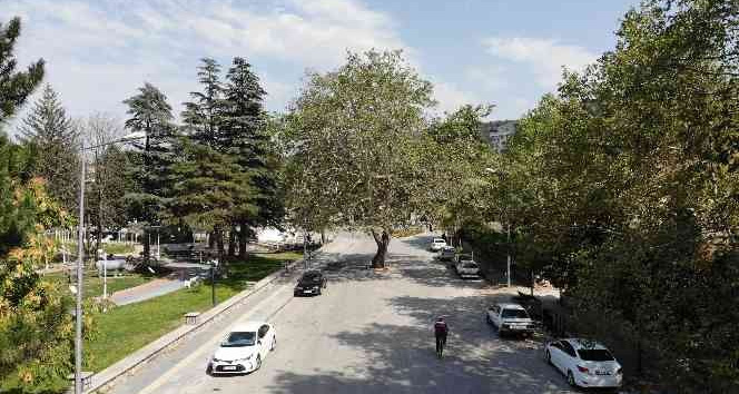 Yol ortasında kalan asırlık çınar şehrin sembolü haline geldi