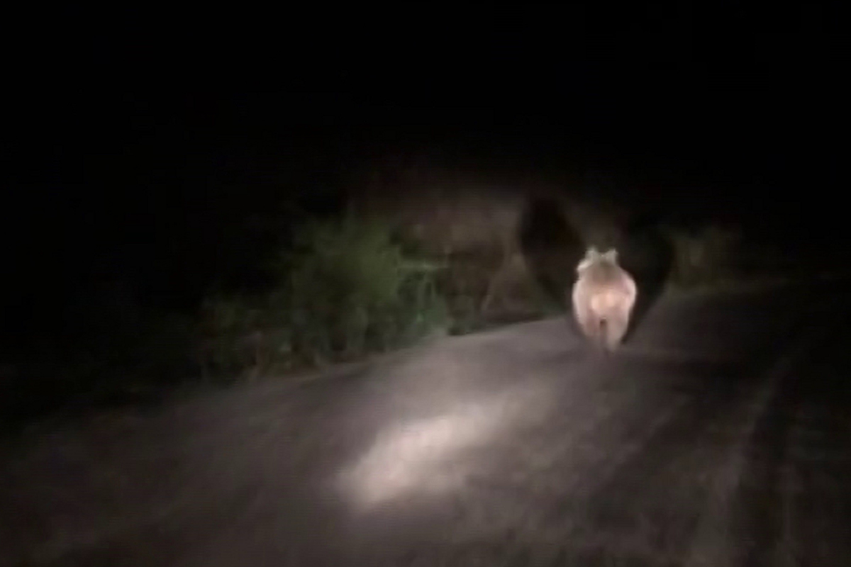 Önüne çıkan ayıyı araçla kovaladılar