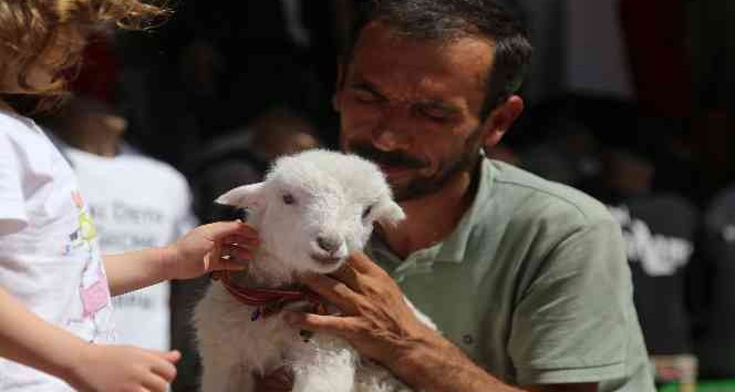 Bir çift ayakkabıyla takas ettiği kuzu yanından ayrılmıyor