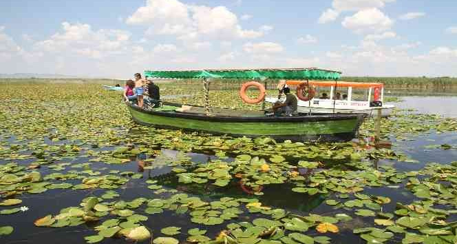 Beyşehir Gölündeki nilüfer bahçesi hayran bırakıyor