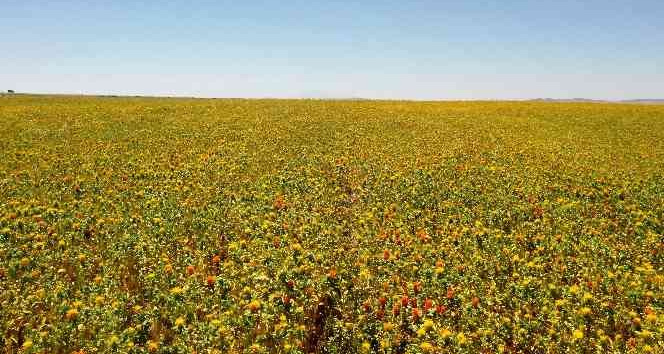 Başkan Büyükkılıç: "Aspir yağında ilk sırada olacağız"