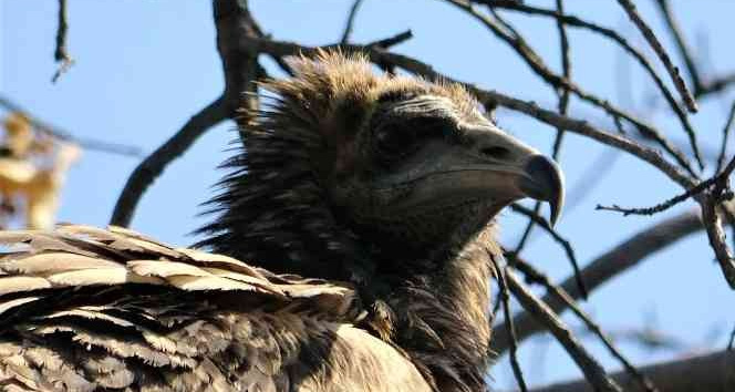 Nesli tükenmek üzere olan bitkin akbaba ekipleri alarma geçirdi